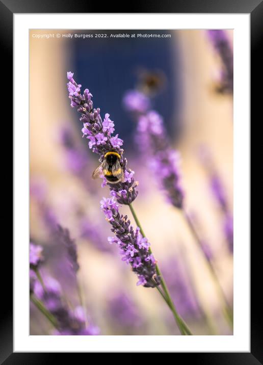 Bee on a Lavender flower  Framed Mounted Print by Holly Burgess