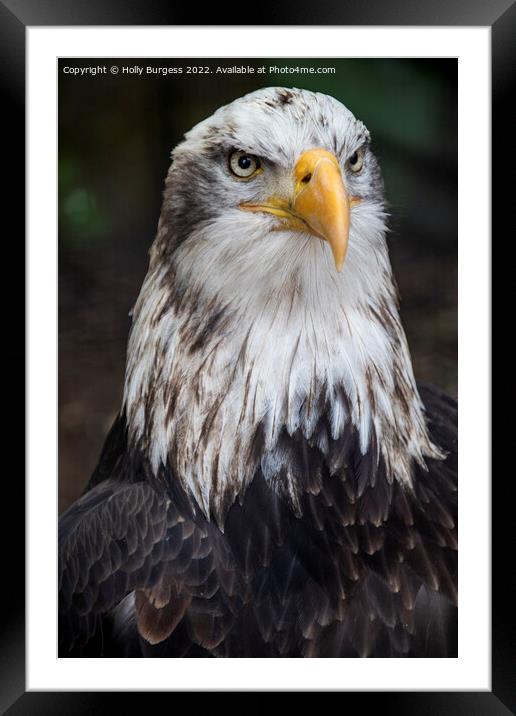 Portrait of Bald  Eagle sitting proud  Framed Mounted Print by Holly Burgess