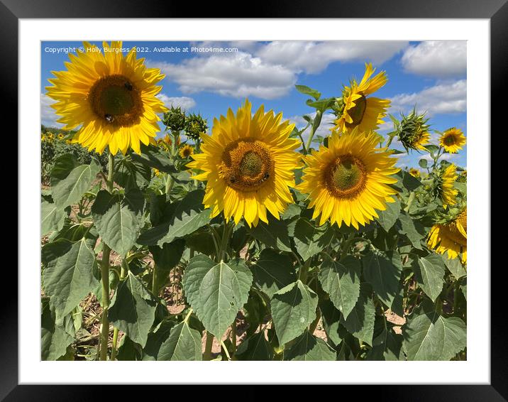 Dancing Sunflowers Under a Summer Sky Framed Mounted Print by Holly Burgess