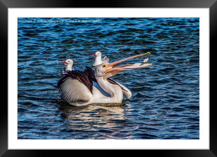 Australian Pelican  Framed Mounted Print by Holly Burgess