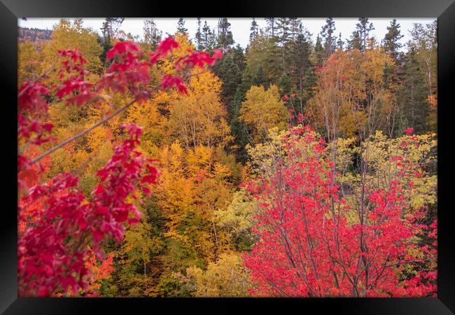 Quebec's Vibrant Corner Brook Falls Framed Print by Holly Burgess