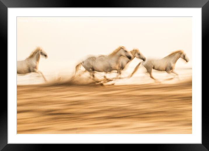 Camargue  White horses galloping in the sand, in France Framed Mounted Print by Holly Burgess