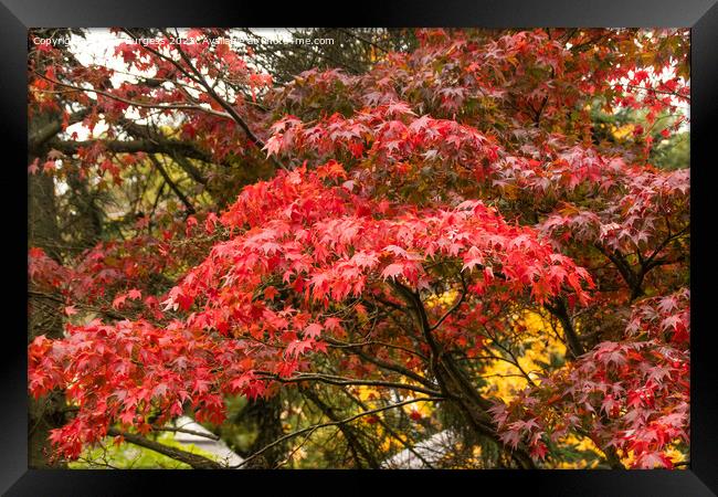 'Japanese Maple's Autumnal Splendour' Framed Print by Holly Burgess