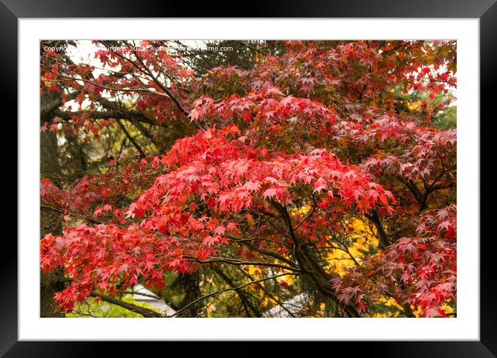 'Japanese Maple's Autumnal Splendour' Framed Mounted Print by Holly Burgess