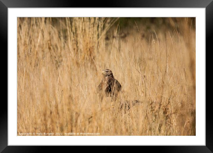 Common Buzzard Framed Mounted Print by Holly Burgess