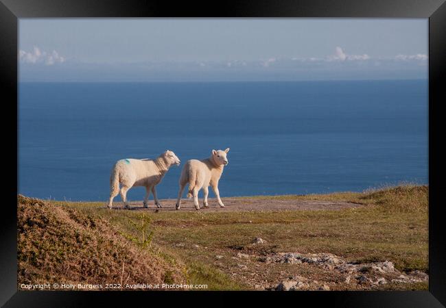 Serene Pastoral: Lambs Overlook Welsh Coastline Framed Print by Holly Burgess
