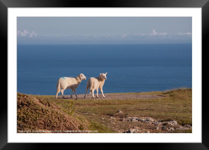 Serene Pastoral: Lambs Overlook Welsh Coastline Framed Mounted Print by Holly Burgess