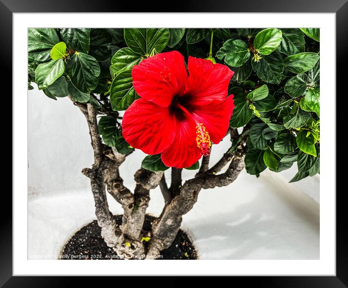 Vibrant Hibiscus: Burst of Tropical Elegance Framed Mounted Print by Holly Burgess