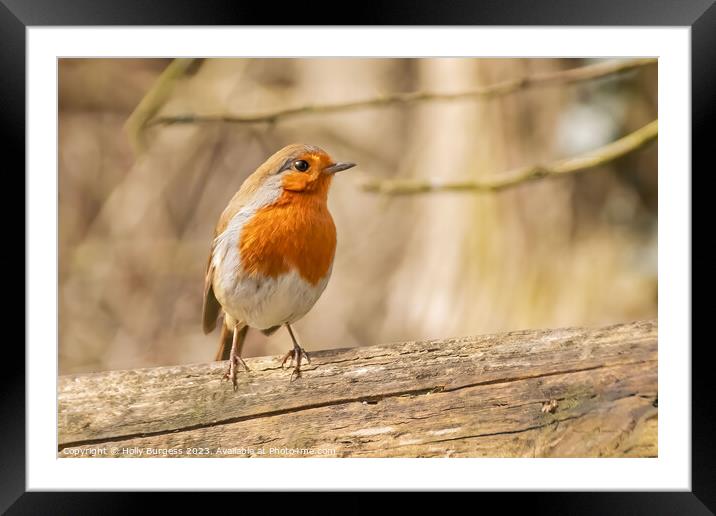 'Radiant Red Robin: A British Favourite' Framed Mounted Print by Holly Burgess