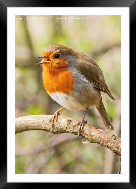 Serenade of the Vibrant Redbreast Framed Mounted Print by Holly Burgess