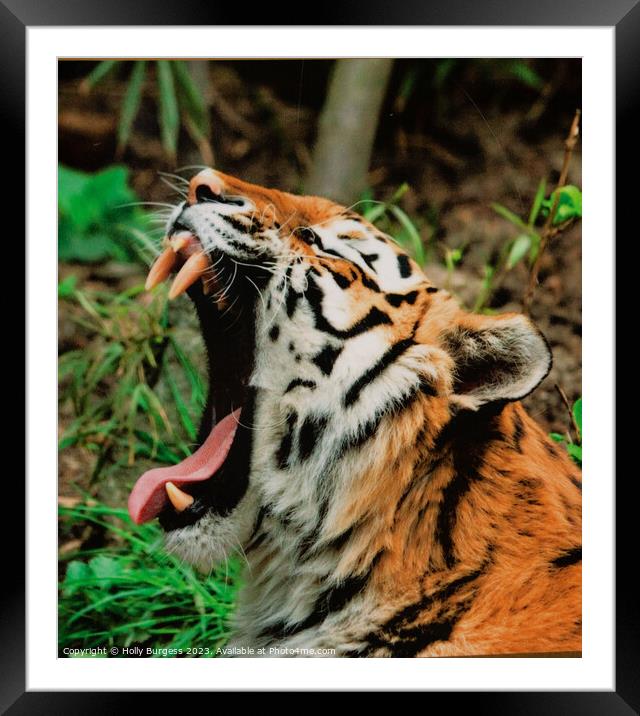 Roaring Satsuma Tiger: Fearsome Wilderness Masterp Framed Mounted Print by Holly Burgess
