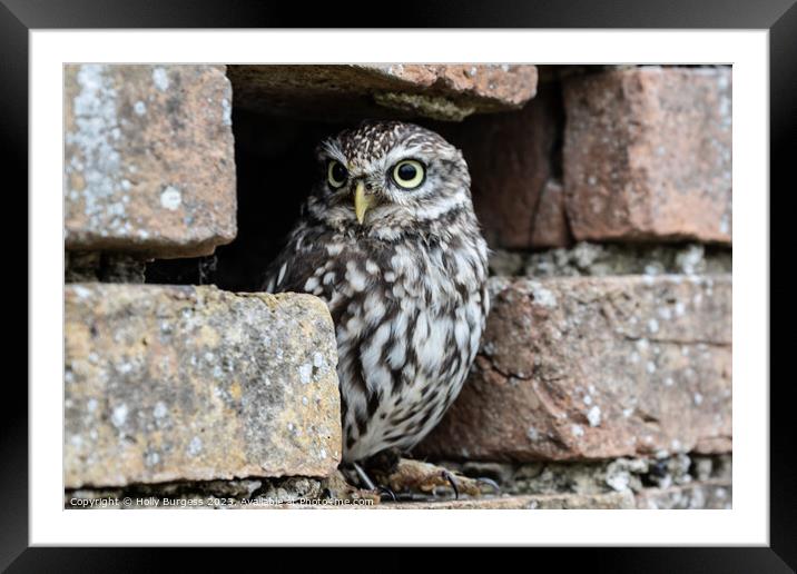 Athena's Petite Guardian: The Little Owl Framed Mounted Print by Holly Burgess
