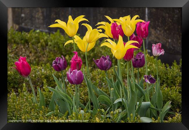 Spring's Symphony: Tulips in Technicolour Framed Print by Holly Burgess