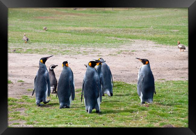 king Penguins Falklands wild life South America   Framed Print by Holly Burgess