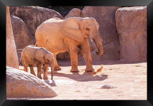 Elephants and baby Bio Zoo Valencia  Framed Print by Holly Burgess