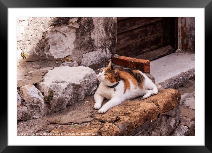Tr colour Pet cat siting waiting for a cricket climbing the wall Framed Mounted Print by Holly Burgess