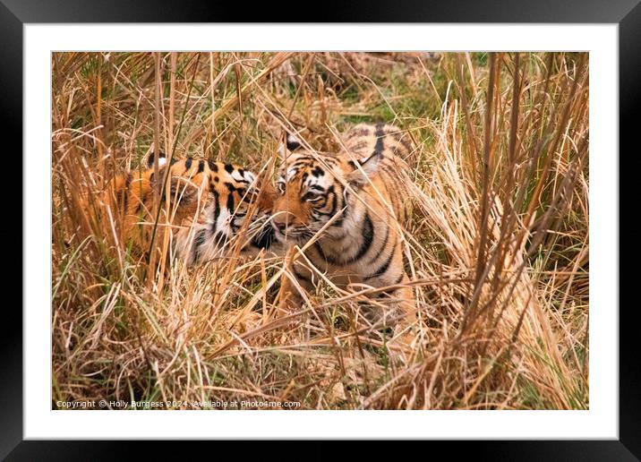 bengal tiger and cub in the Natioanl reserve India  Framed Mounted Print by Holly Burgess