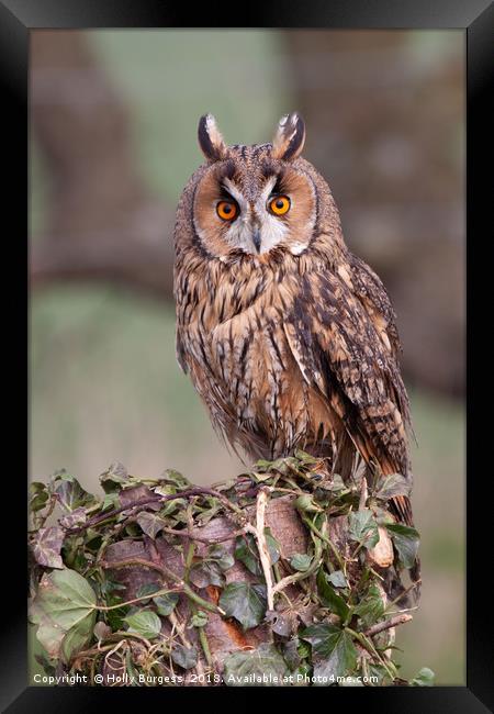 Long Eared Owl  Framed Print by Holly Burgess