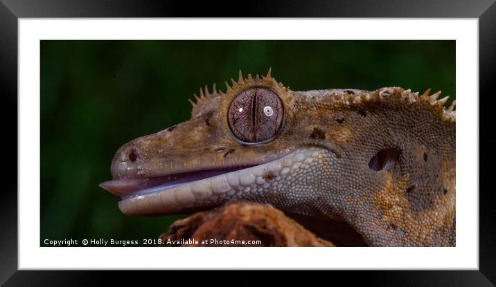 'Enthralling Glimpse of Warm-Blooded Geckos' Framed Mounted Print by Holly Burgess