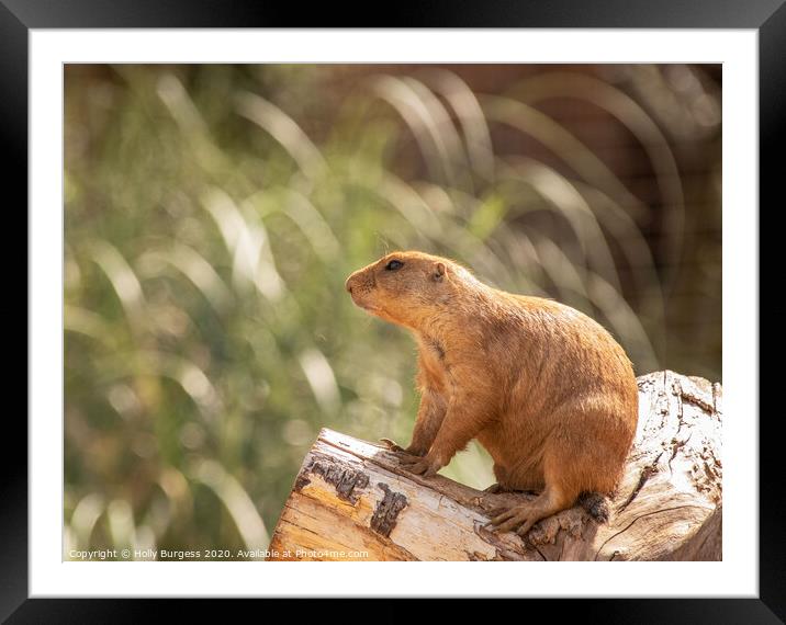 Prairie Dog's Plains View Framed Mounted Print by Holly Burgess