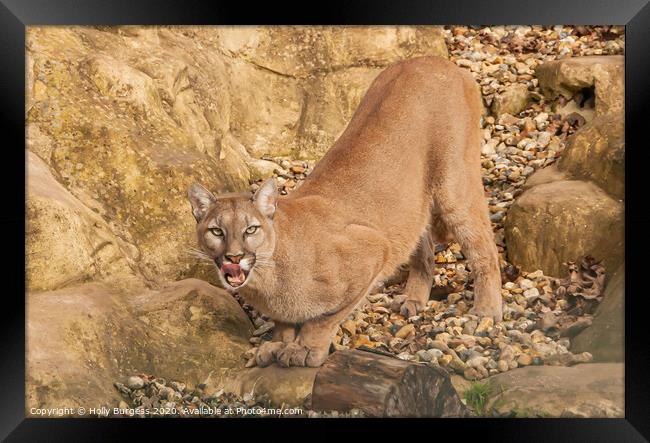 Puma Wild Cat Framed Print by Holly Burgess