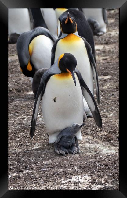 Gento Penguin And Chick Framed Print by Holly Burgess
