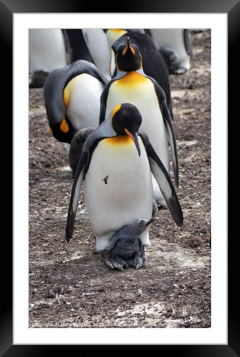 Gento Penguin And Chick Framed Mounted Print by Holly Burgess