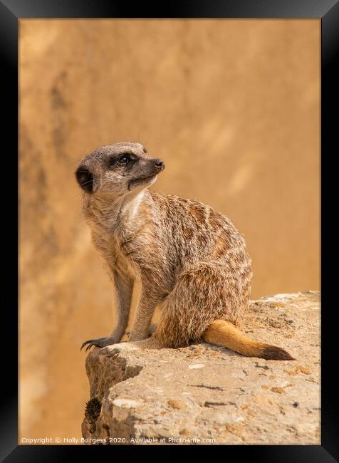 'African Meerkat: The Watchful Suricate' Framed Print by Holly Burgess