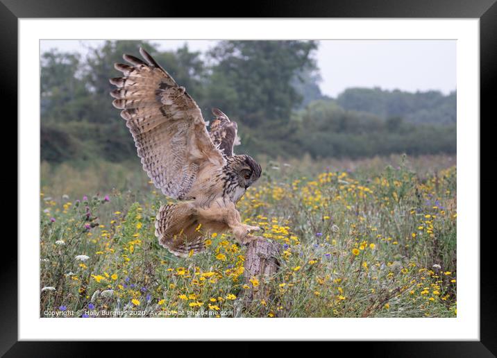 Intense Gaze of the Eurasian Eagle-Owl Framed Mounted Print by Holly Burgess