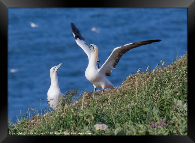 Gannets  Framed Print by Holly Burgess