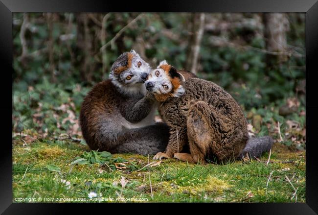 Enchanting Gaze of Madagascar's Mongoose Lemur Framed Print by Holly Burgess