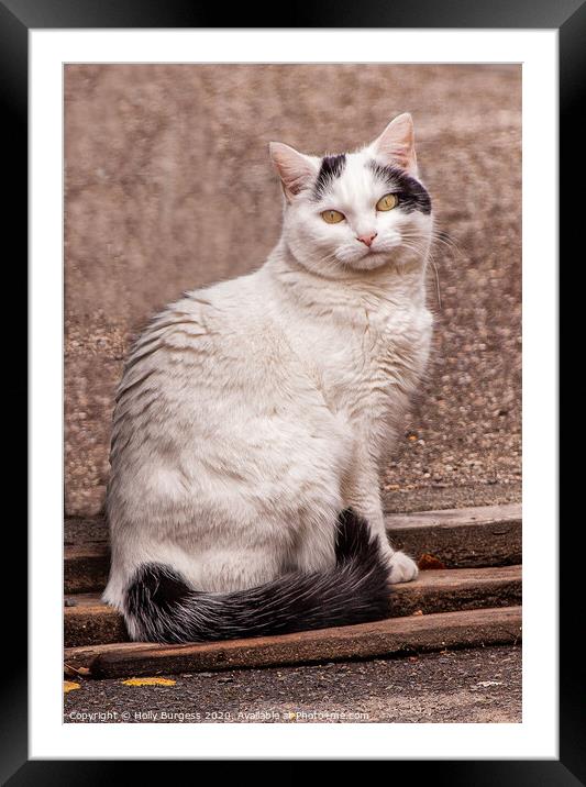Captivating Feline Observer in Northumberland Framed Mounted Print by Holly Burgess