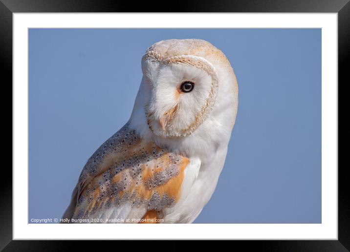 Barn Owl Bird of Prey  Framed Mounted Print by Holly Burgess