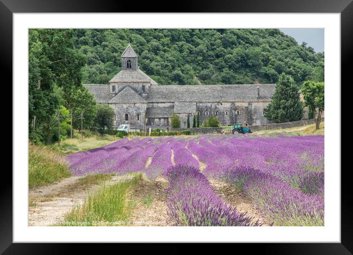 Provence lavender fields in France  Framed Mounted Print by Holly Burgess