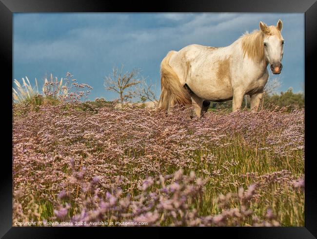Camargue White  horse in the Heather  Framed Print by Holly Burgess