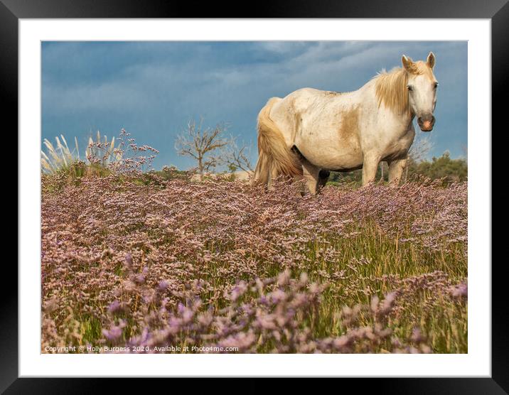 Camargue White  horse in the Heather  Framed Mounted Print by Holly Burgess
