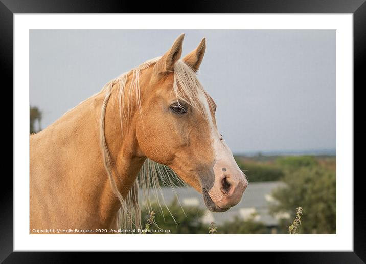 Palomino Horse  Framed Mounted Print by Holly Burgess