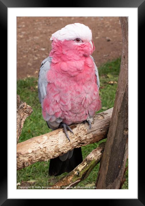 Pink Cockatoo  Framed Mounted Print by Holly Burgess