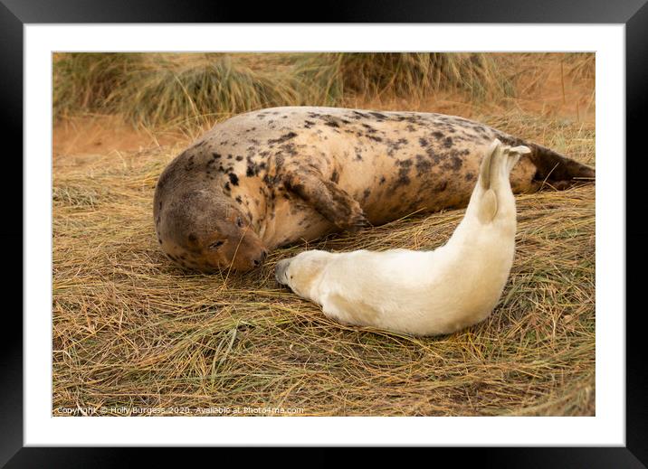 Intimate Bond: Grey Seals at Lincolnshire Framed Mounted Print by Holly Burgess