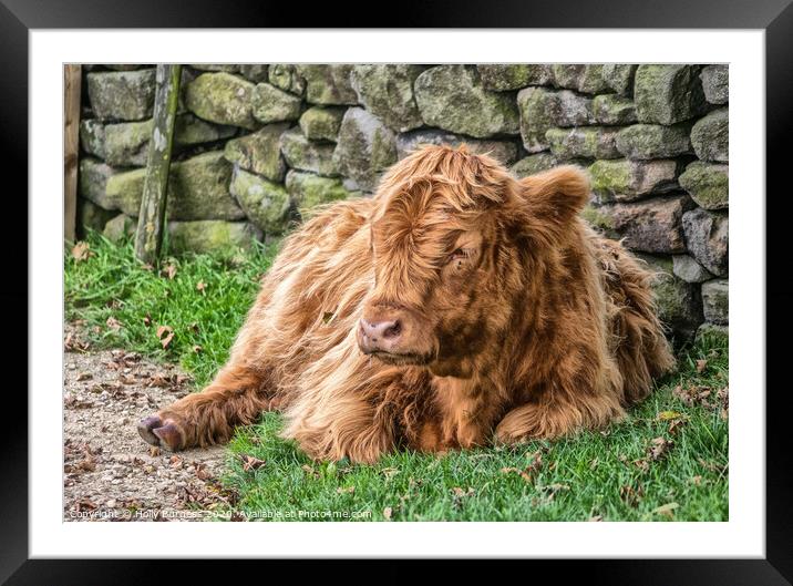 'Highland Cow's Tranquil Repose on Baslow Edge' Framed Mounted Print by Holly Burgess