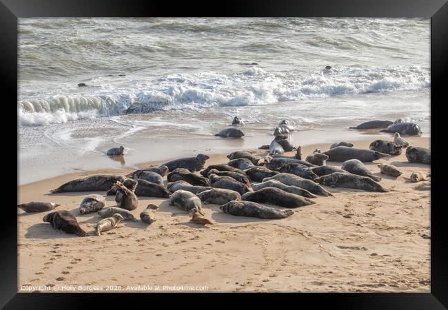 Norfolk's Charming Seals at Horsey Beach Framed Print by Holly Burgess