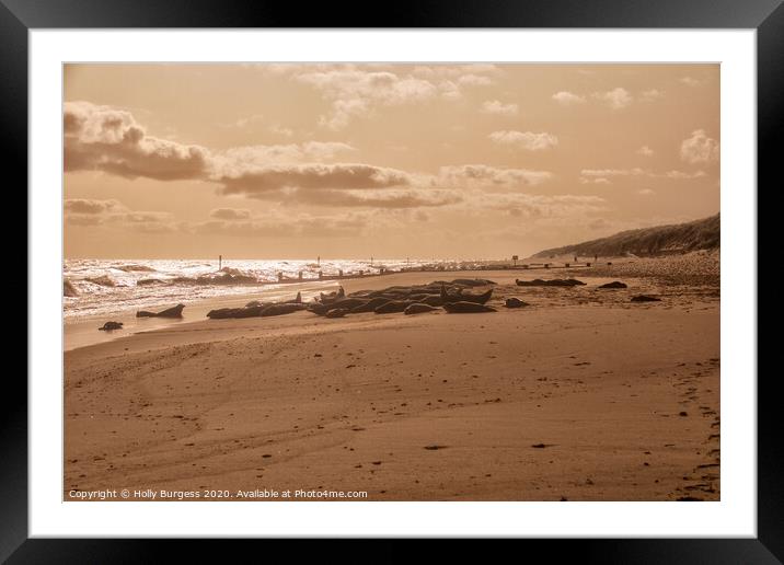 Horsey beach where the seals breed Framed Mounted Print by Holly Burgess