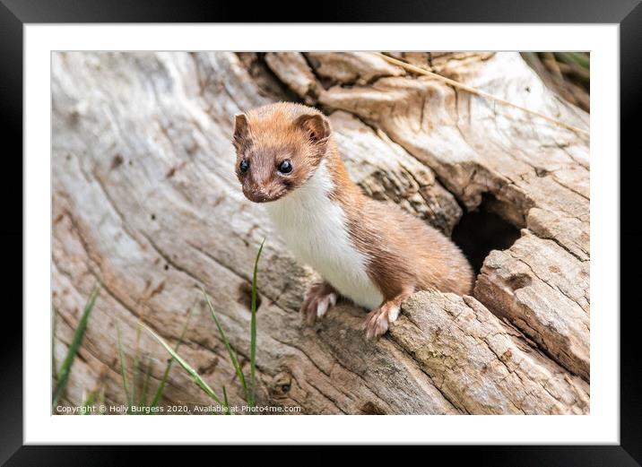 'Captivating Glimpse into a Weasel's World' Framed Mounted Print by Holly Burgess
