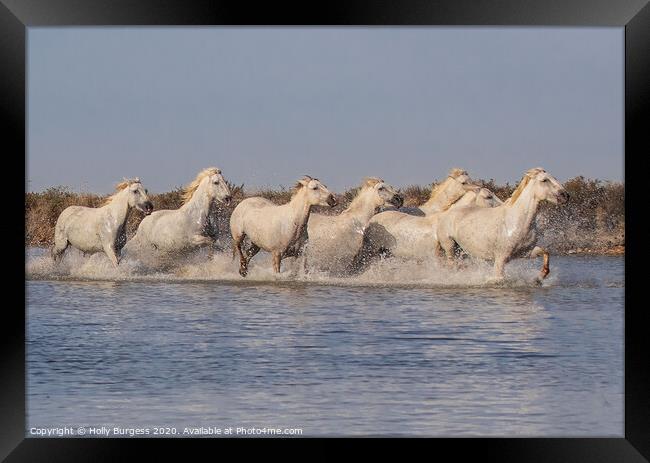 Camargue white Horse France, Provence in the Alpes Côte d'Azur Framed Print by Holly Burgess