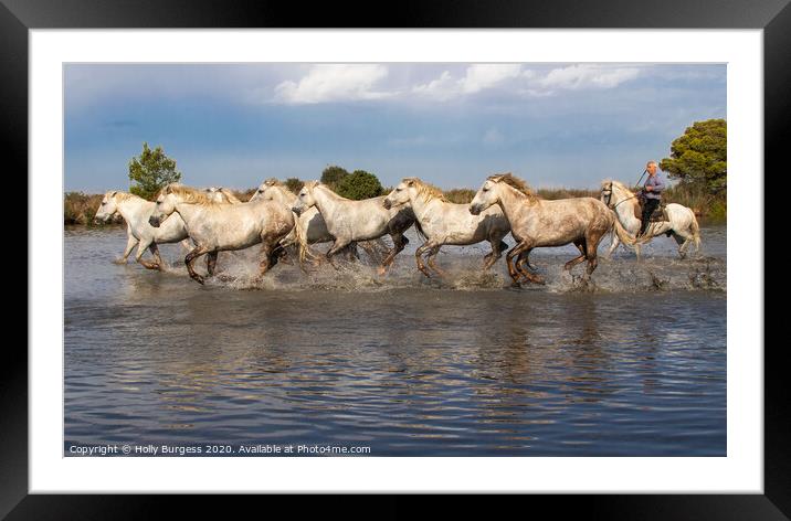 Saint de la mare, Camargue  white horses  Framed Mounted Print by Holly Burgess