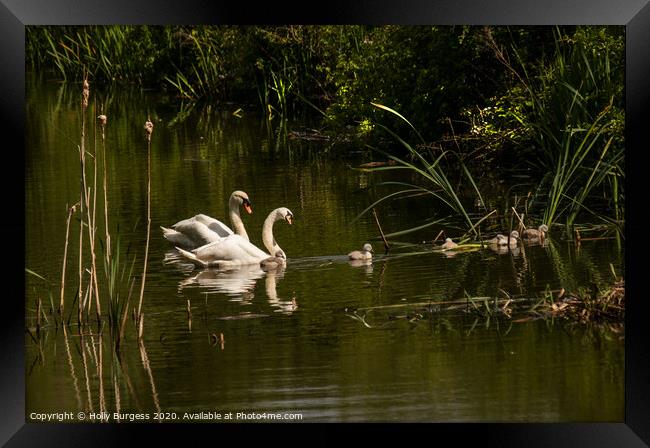 Swans adults and Cygnets  wild life birds   Framed Print by Holly Burgess