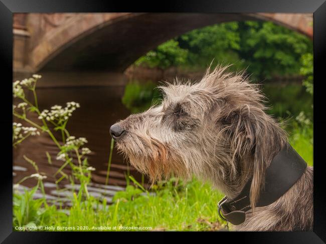 'Imposing Irish Wolfhound: History and Companionsh Framed Print by Holly Burgess