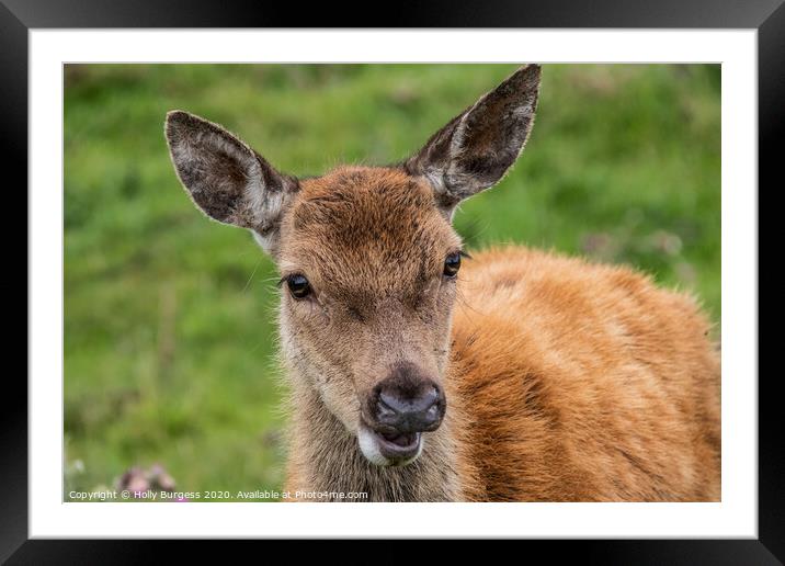 Red deer  Framed Mounted Print by Holly Burgess
