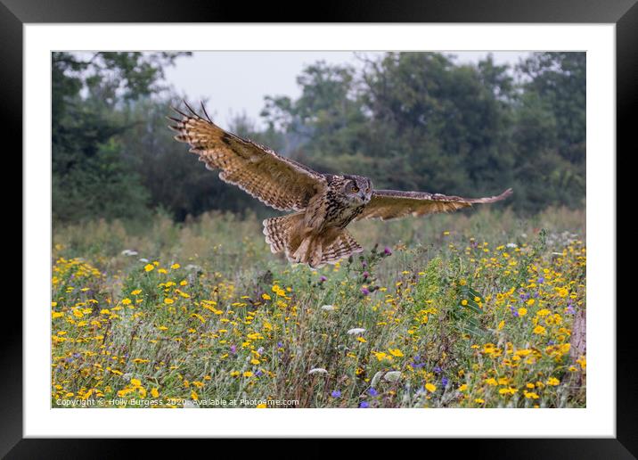 Eagle owl, (Bubo Lactus) largest owl  Framed Mounted Print by Holly Burgess