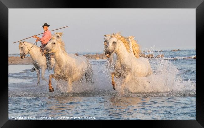 Camargue White horse, with thier Guardian in Southern France  Framed Print by Holly Burgess